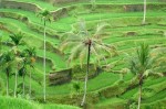 rizières en terrasses ubud 20730.jpg