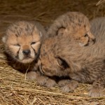 bebes-guepards-362526.jpg